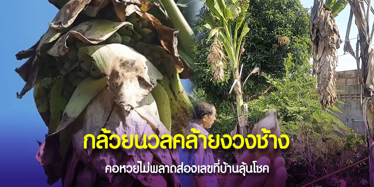 ต้นกล้วยงวงช้าง