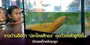 ปลาไหลสีทอง
