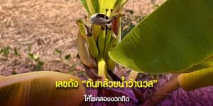 ต้นกล้วยน้ำว้านวล ให้โชค